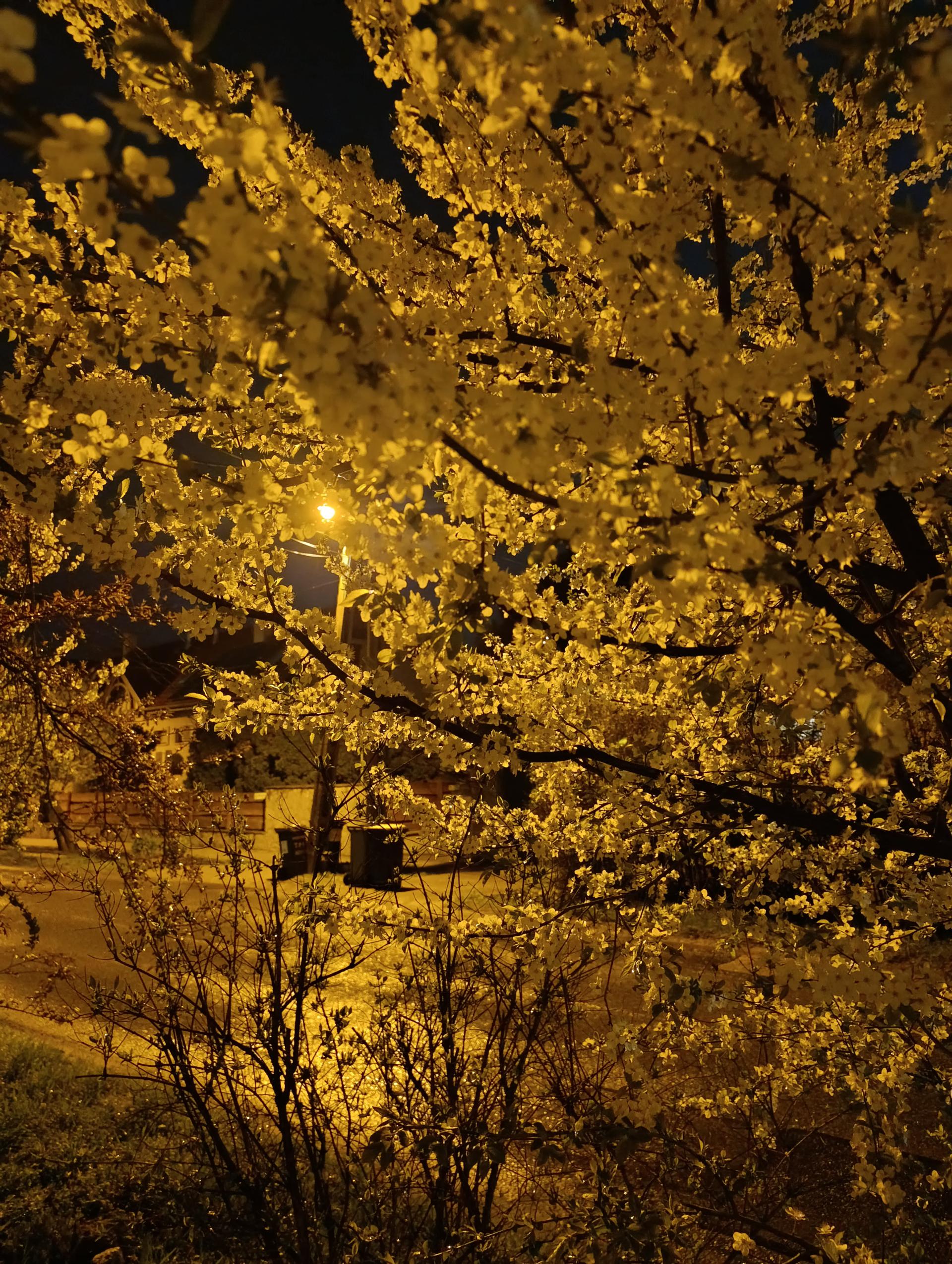 Költészet napja 2026